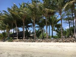 palm trees on a tropical beach in thailand, koh chang