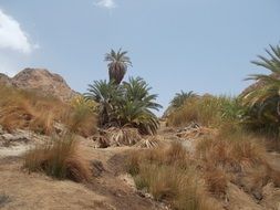 oasis in Egypt