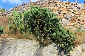 big green cactus near a stone wall