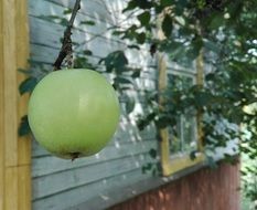 green apple on a branch on a background of the house