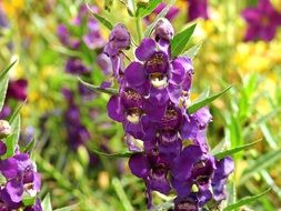 dendrobium nobile, purple flowers