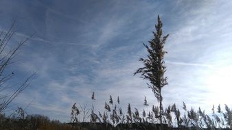 Landscape of the reed on the field