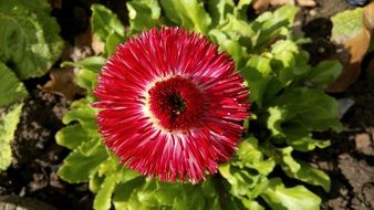 Close-up of the beautiful red flowers with green and white leaves in spring