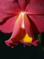 red Orchid Flower Bright bloom view