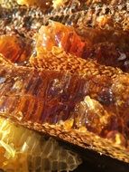 natural honey in combs close-up