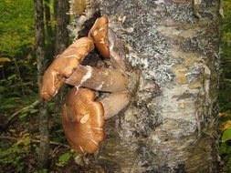 large mushrooms on a tree trunk close-up