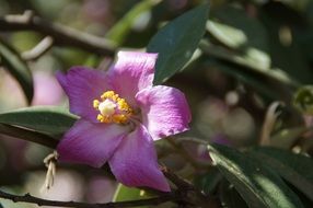 perfect beauty Purple Plant