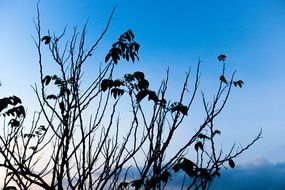 dark silhouettes of plants against a blue sky
