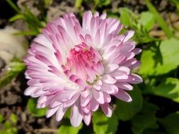 pale pink Daisy Flower macro