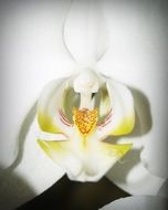 bright orchid flower blossom