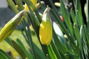 yellow buds of narcissus in spring