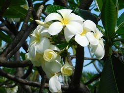 White and yellow flowers on the plant
