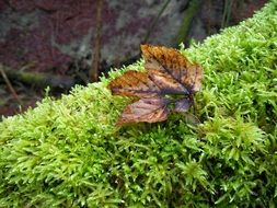 brown autumn leaf on green moss