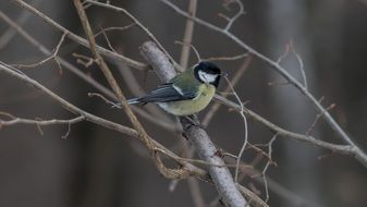 colorful bird in a botanical garden