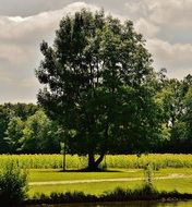 tree and rapseed field