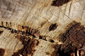 delightful Wood Stump