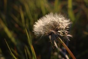 Macro photo of the Dandelion Flower