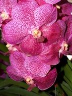 Orchid Flower Bright red blooms scene