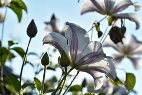 Clematis Flowers and buds, back light