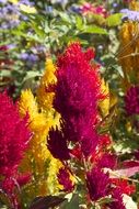 magnificent Fluffy Plants