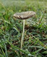 Morning dew on a toadstool