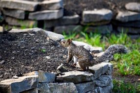 grey Squirrel on stone fence in Garden
