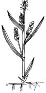 black and white graphic image of a field plant with flowers and root