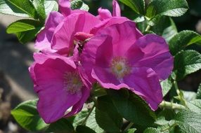 closeup view of pink Rose With Buds Bud in green leaves