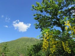 yellow spring flowering of a tree on a sunny day
