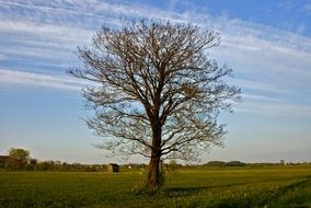 autumn tree on the plain