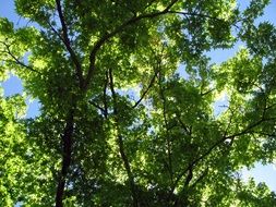 Green leaves of the trees against the blue sky