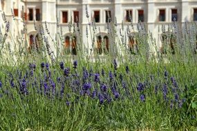 purple lavender in front of a white building facade