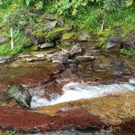river in the forest in montana