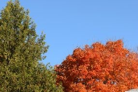 Orange and green trees