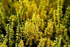 yellow field of blooming heather