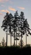silhouettes of tall trees in the summer evening