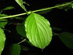 green leaves on a branch in the darkness