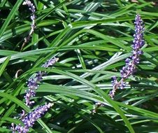 Liriope Lilyturf Garden Plant