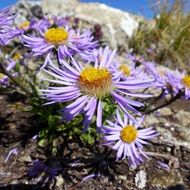 purple mountain flowers on the mountain