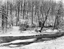 forest creek in winter