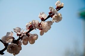 branch with spring flowering close up