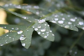 raindrops of different sizes on a green leaf