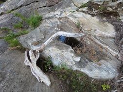 Picture of the Driftwood in a wilderness