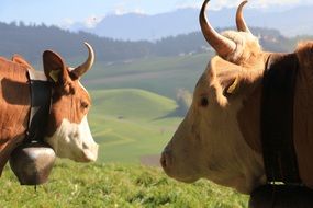 two Cows With bells on necks at scenic mountain landscape, switzerland