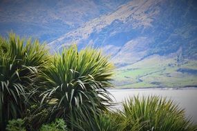 palm trees on the south island of New Zealand