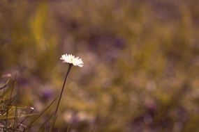 one daisy in the meadow on a blurred background