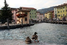 two ducks on the city promenade of Lake Garda