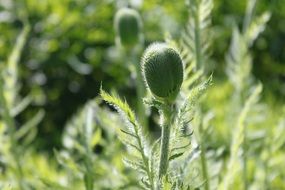 green Poppy Flowers