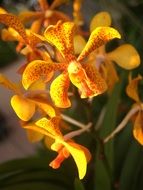 yellow tiger Orchid Flower Bright