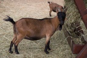 Black Mountain goat